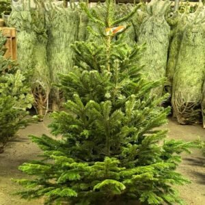 Wholesale Christmas Trees Pallet
