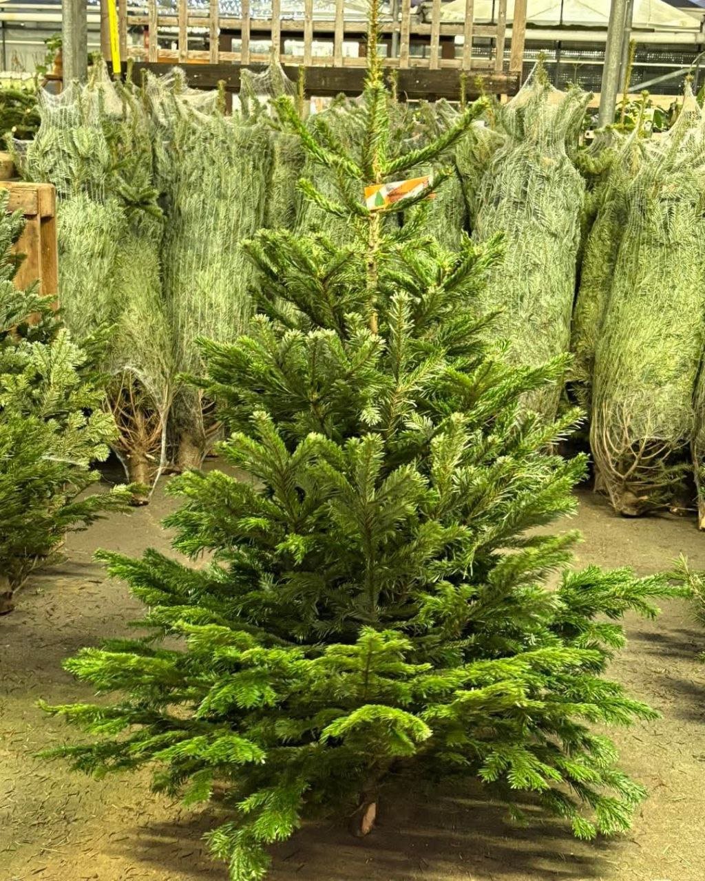 Wholesale Christmas Trees Pallet