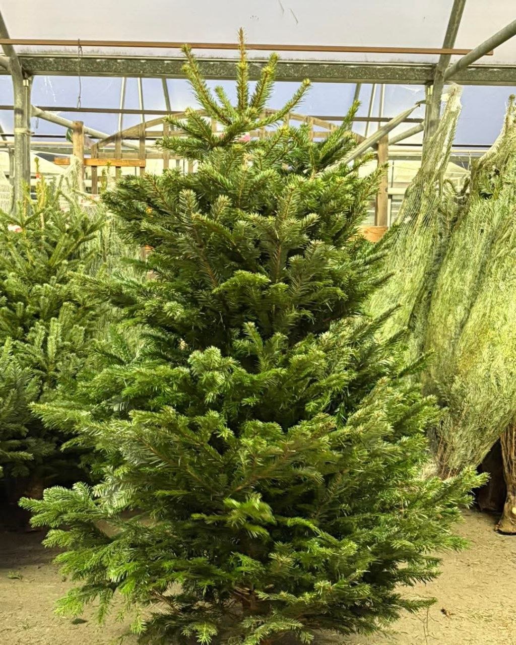 Wholesale Christmas Trees Pallet